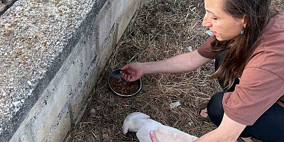 Tel kafese kafası sıkışan yavru köpek kurtarıldı